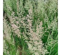 Semi di Calamagrostis acutiflora - per luoghi soleggiati resistenti alla privacy ornamentali resistenti per il giardino 50pcs