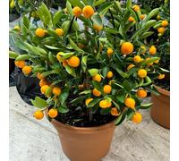 semi di calamondina di agrumi decorazione soggiorno resistenti balcone all'inverno per il giardino vecchie varietà 300pcs