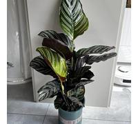 Semi di Calathea - da balcone resistenti Maranta arundinacea - il giardino il balcone semi di per la decorazione stanza 500pcs