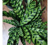 Semi di Calathea - decorazione del soggiorno da ufficio Maranta arundinacea - resistenti da interno il giardino 300pcs