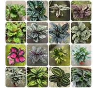 Semi di Calathea - giardino Maranta arundinacea - rare, da interno il giardino il balcone decorazione del soggiorno 100pcs