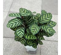 Semi di calathea, preghiera recisi balcone interna 180pcs