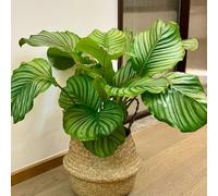 Semi di calathea, radice di freccia, da balcone resistenti Maranta arundinacea, resistenti per il giardino d'appartamento che purificano l'aria rustiche 200pcs