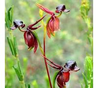 Semi di Caleana major, semi di orchidea anatra volante, decorazioni da giardino per esterni da balcone serre balcone per giardinieri copertura del terreno selvatici 150pcs