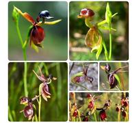 Semi di Caleana major, semi di orchidea anatra volante, decorazioni da giardino per esterni raro per luoghi soleggiati come bomboniera giardinieri serre da balcone 200pcs