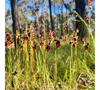 Semi di Caleana major, semi di orchidea anatra volante, per giardinieri per luoghi soleggiati copertura del terreno raro come bomboniera selvatici da 35pcs