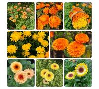 semi di calendula, Aiuole rialzate giardino balcone, esotiche 250pcs