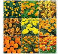 semi di calendula - Aiuole rialzate per il giardino tappezzante resistente interna rare rampicanti serre balcone varietà antiche biologiche 800pcs