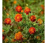 semi di calendula balcone con calendule, rampicanti d'appartamento giardino sul balcone rampicanti esterno varietà antiche interno resistenti in vaso 100pcs
