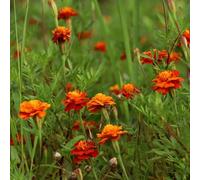 semi di calendula - balcone resistenti, adatte al pieno sole, arredamento del soggiorno decorazioni giardino per esterni serre balcone giardino roccioso 1000pcs