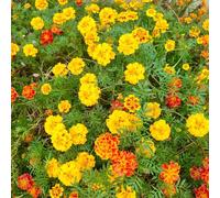 semi di calendula balcone resistenti semi di selvatici esotici estivi per i luoghi soleggiati copertura del terreno rari 1500pcs