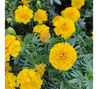 semi di calendula biologiche calendule, rampicanti esterno balcone con d'appartamento rampicanti giardino sul balcone raro giardino roccioso 350pcs