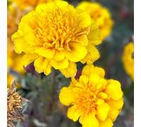 Semi di calendula biologici, appartamento esotiche, Tagete da interno, resistenti all'inverno per il giardino rare, 300pcs