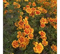 Semi di calendula biologici - balcone, perenni resistenti esterno decorazione 800pcs