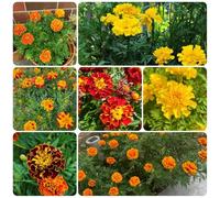semi di calendula, biologici balcone rare 500pcs