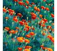 Semi di calendula biologici, decorative, Tagete primaverili, resistenti per il giardino di selvatici, aiuola rialzata, 1500pcs