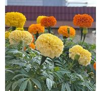 Semi di calendula biologici - decorazioni vecchie varietà giardino 300pcs