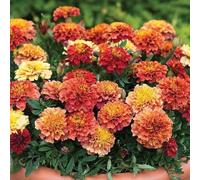 semi di calendula, biologici di da balcone rare Tagetes patula serra davanzale da appartamento primaverili 500pcs