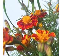 Semi di calendula biologici, esotiche, Tagete resistenti all'inverno per il giardino decorative, sempreverdi e selvatici 85pcs