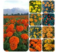 Semi di calendula biologici - esterno biologici varietà antiche decorazione balcone perenni 250pcs