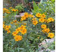 Semi di calendula biologici, interno, Tagete, giardino roccioso, resistenti balcone, aiuola rialzata 800pcs