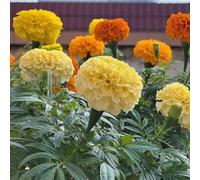 Semi di calendula biologici, ombra, resistenti, Tagete rare da appartamento, di selvatici, 850pcs