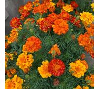Semi di calendula biologici - rari giardino balcone, perenni resistenti 550pcs
