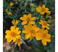 Semi di calendula biologici - resistenti in vaso copertura del terreno decorazioni, perenni 420pcs
