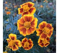 Semi di calendula biologici - resistenti in vaso decorazioni balcone, perenni 350pcs