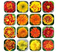 Semi di calendula biologici, resistenti per balconi, Tagete di esotiche aiuola rialzata, e selvatici, 1200pcs