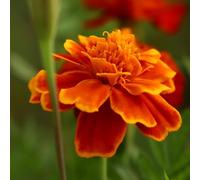 Semi di calendula biologici, resistenti, Tagete da interno esotiche appartamento, 900pcs