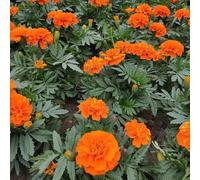 Semi di calendula biologici - resistenti tappezzante, varietà antiche perenni rari 1200pcs