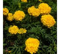 Semi di calendula biologici, selvatici, interno, Tagete sempreverdi e resistenti decorazione balcone 650pcs