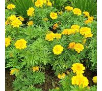 Semi di calendula biologici, Tagete di resistenti da balcone da interno giardino esotiche selvatici, 450pcs