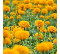 Semi di calendula - da balcone per luoghi soleggiati organico resistenti per giardinieri copertura del terreno decorazioni da giardino esterni 600pcs