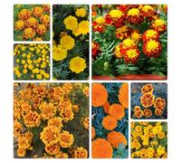 semi di calendula, decorative in vaso Giardino roccioso, resistente per il pieno sole biologico per esterno recisi balcone 500pcs