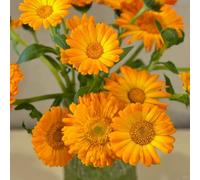 semi di calendula di biologiche da esterno rampicanti da giardino roccioso giardino arredamento del soggiorno decorative rampicante 50pcs