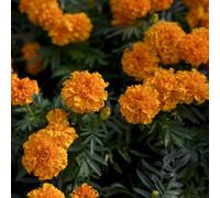 semi di calendula esotiche balcone per i luoghi soleggiati semi di selvatici rari resistenti per giardini rocciosi copertura del 550pcs