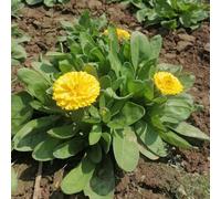semi di calendula, esotiche giardino, perenni resistenti biologici 250pcs