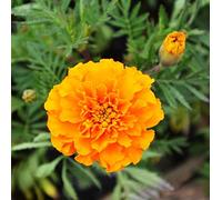 Semi di Calendula Francese 60 Semi Tagetes Patula Maidenhair s A019 Seeds ONLY