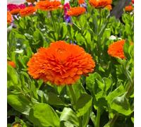 semi di calendula, giardino biologici decorativi 1000pcs
