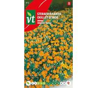 Semi di calendula in miniatura arancione - Estremamente fiorifera