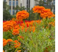 semi di calendula interno giardino roccioso giardino serre balcone arredamento del soggiorno varietà antiche biologiche in vaso tappezzante 400pcs