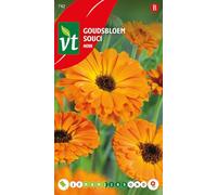 Semi di Calendula Nova - Fiori arancioni e rigogliosi