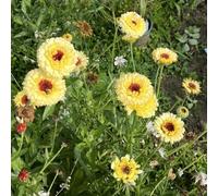 Semi di Calendula officinalis - esotici biologici Le da balcone sono semi di perenne 500pcs