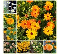 Semi di calendula officinalis, Le da giardino roccioso sono resistenti Semi di biologici Le perenni sono per giardinieri 800pcs