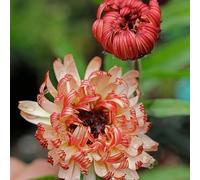 Semi di calendula officinalis, per giardinieri Semi di biologici Le da balcone sono resistenti all'esterno Le perenni 100pcs