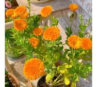 Semi di Calendula officinalis - resistenti all'esterno per gli amanti regali sostenibili per le donne per giardinieri 600pcs