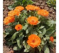 Semi di calendula officinalis, resistenti all'inverno per balconi Semi di biologici di regali per giardinieri regali sostenibili 50pcs
