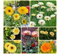 Semi di calendula officinalis, rustiche per balconi Semi di biologici da balcone resistenti per giardinieri regali sostenibili 150pcs